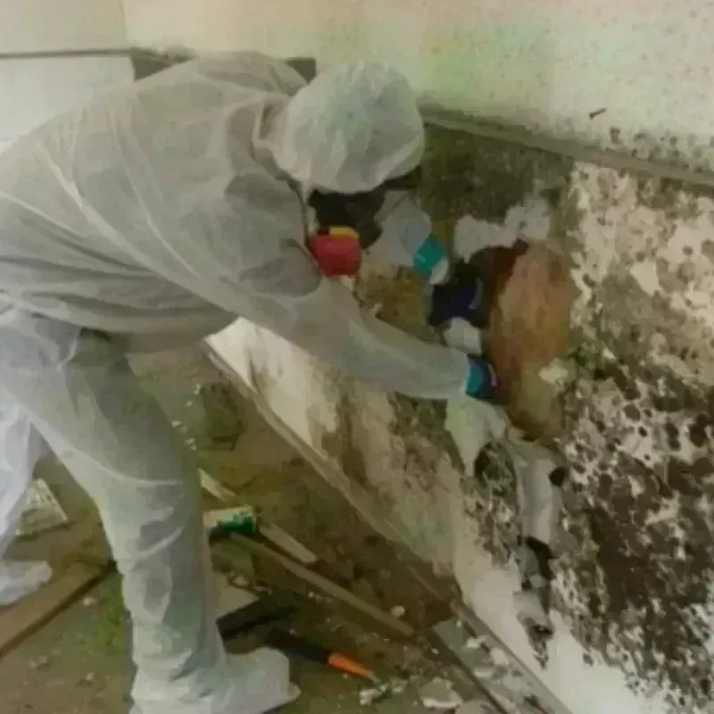 Mold Remediation and Removal in Ludowici, GA